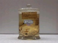 藏品(草鰺)的圖片